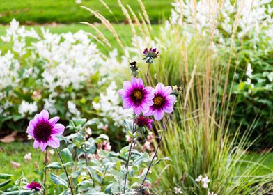 Pretty Flowers