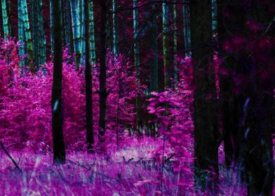 Fantasy purple forest