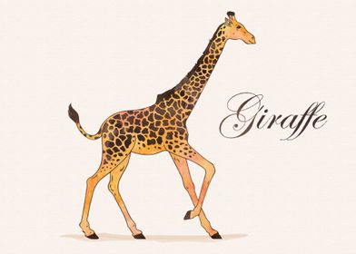 Giraffe animal