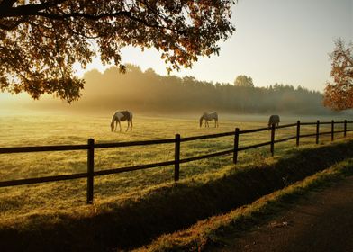 sunset eat horse