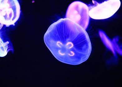 Jellyfish collection I