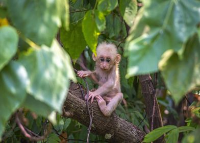 baby small monkey tree