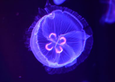 jellyfish collection III