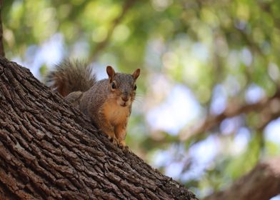 squirrel head tree eye