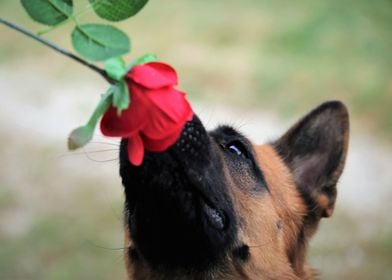 dog kiss red rose