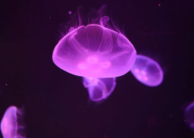 jellyfish collection II