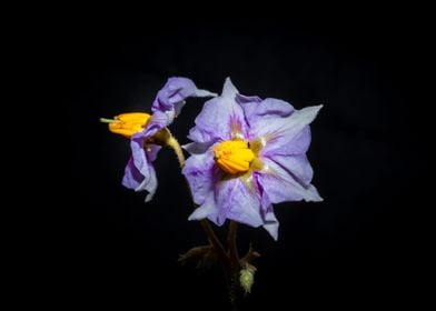 Eggplant flower