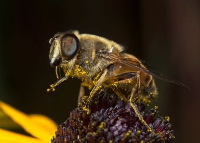 Bee                       