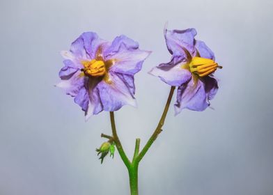 Eggplant flower