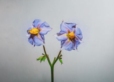 Eggplant flower