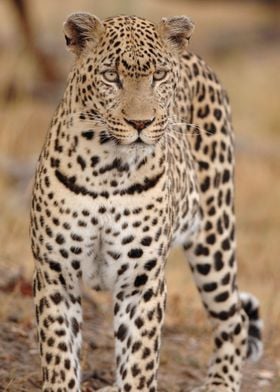 Leopard                   