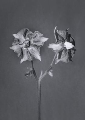 Eggplant flower