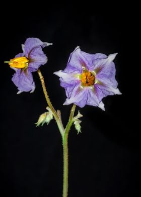 Eggplant flower