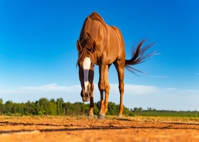 horse eat orange floor