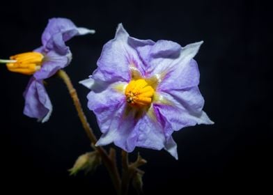 Eggplant flower