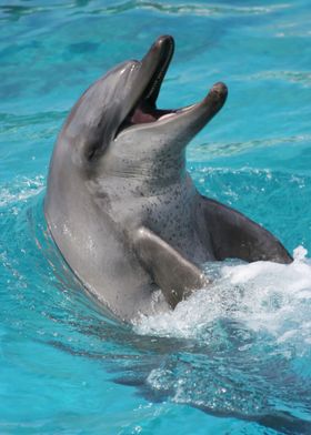 Dolphin                   