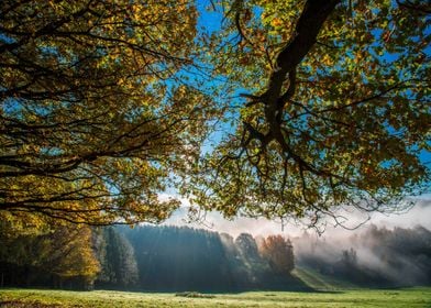 sun mountain blue tree