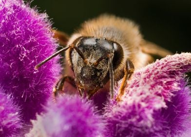 Bee                       