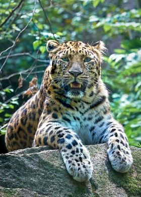 Leopard                   