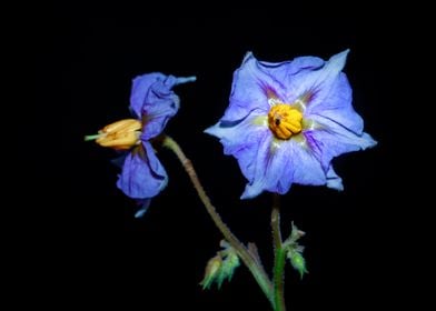 Eggplant flower