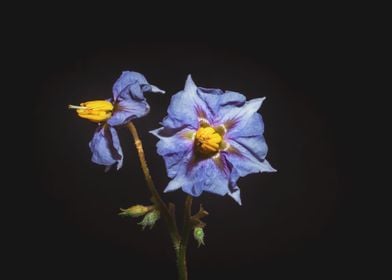 Eggplant flower