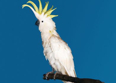 Parrot                    