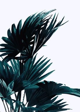 Palm Tree