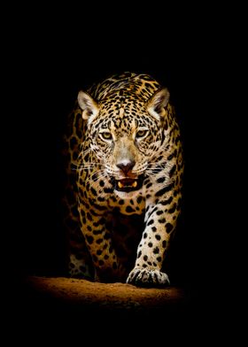 Leopard                   