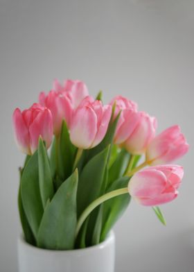 tulip flower 
