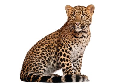 Leopard                   