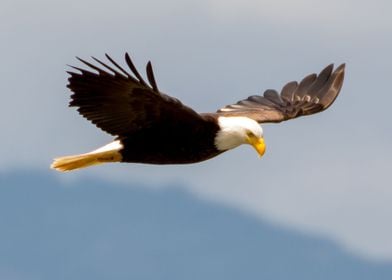 Eagle                     