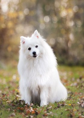 white dog sit floor