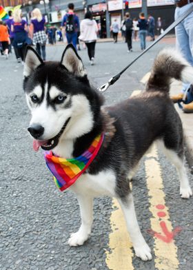 Husky in rainbow