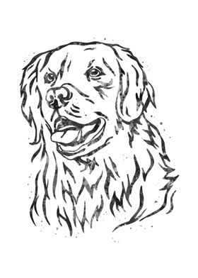 Golden Retriever portrait