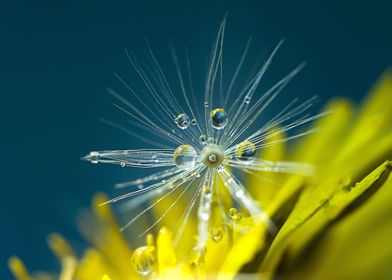 flower rain up yellow