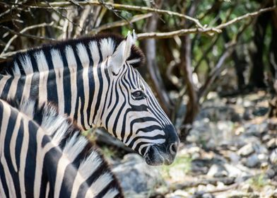 tree white zebra