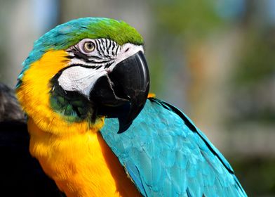 Parrot                    