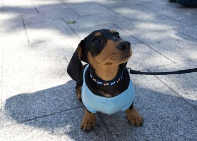 Dachshund Sweater