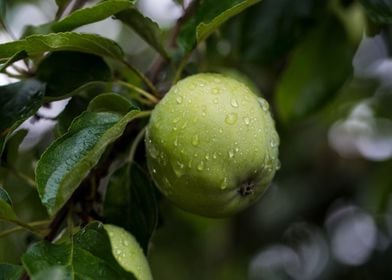 green apple rain