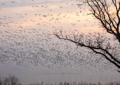 Foggy lake at dawn