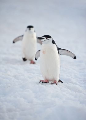 Penguins Animal