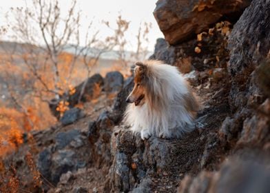 dog mountain focus orange