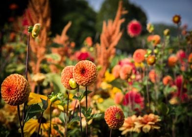 orange oval flower