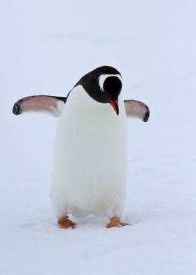 Penguins Animal