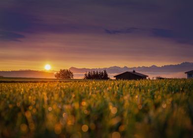 sunset flower mountain