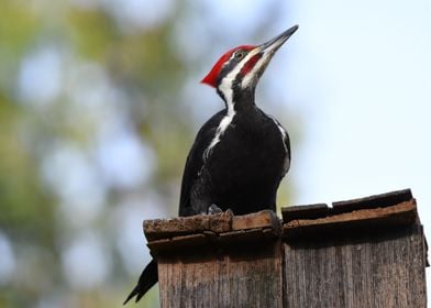 bird hair red sit