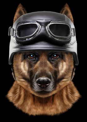 German Shepherd in Helmet