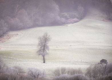 Frozen fields