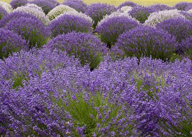 purple flowers