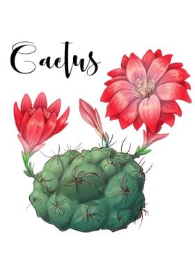 Cactus Plant